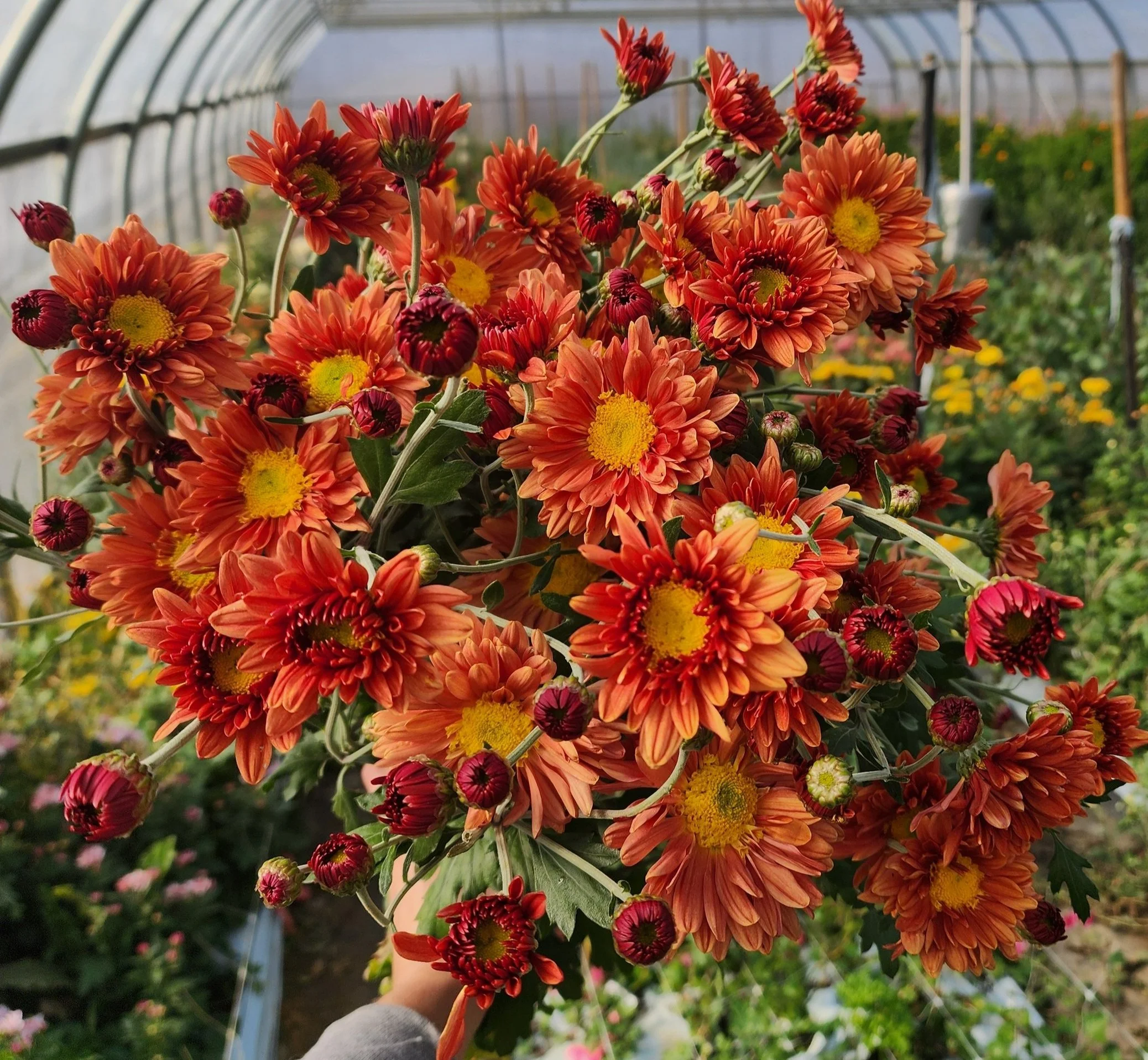 Kelvin Mandarin Heirloom Chrysanthemum Rooted Cutting — Goose
